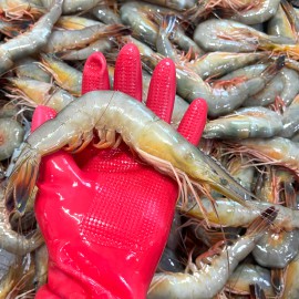 ��ǰ ������